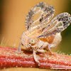 Issid Planthopper