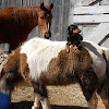 Shetland pony Thoroughbred