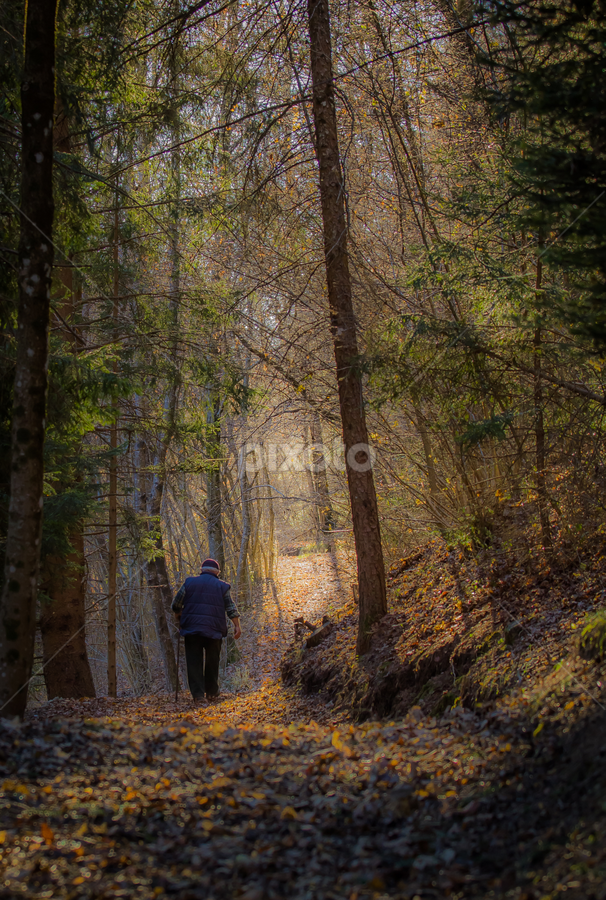 The walk of life by Alberto Molinari - Landscapes Forests