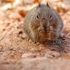 Arizona Grey Squirrel