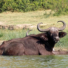 African or Cape Buffalo