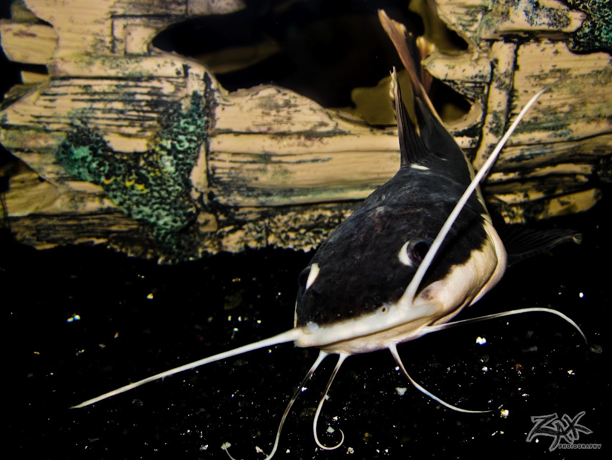 redtail catfish