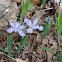 Dwarf iris