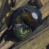 River snail
