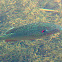 Red-ear Sunfish