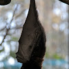 Rodrigues Fruit Bat