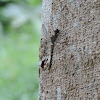 Treehugger (female)