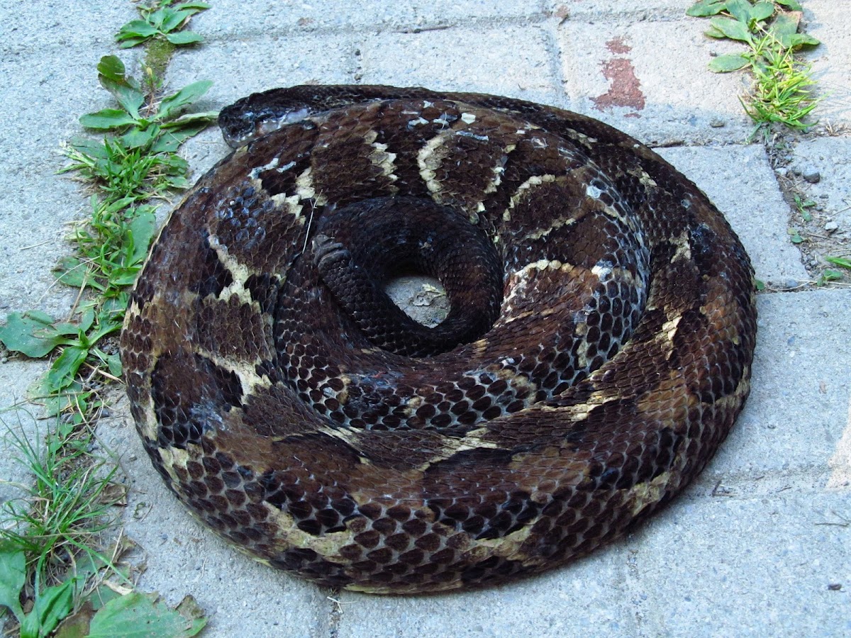 Timber Rattlesnake - body