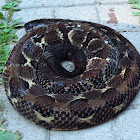 Timber Rattlesnake - body