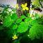 Greater Celandine