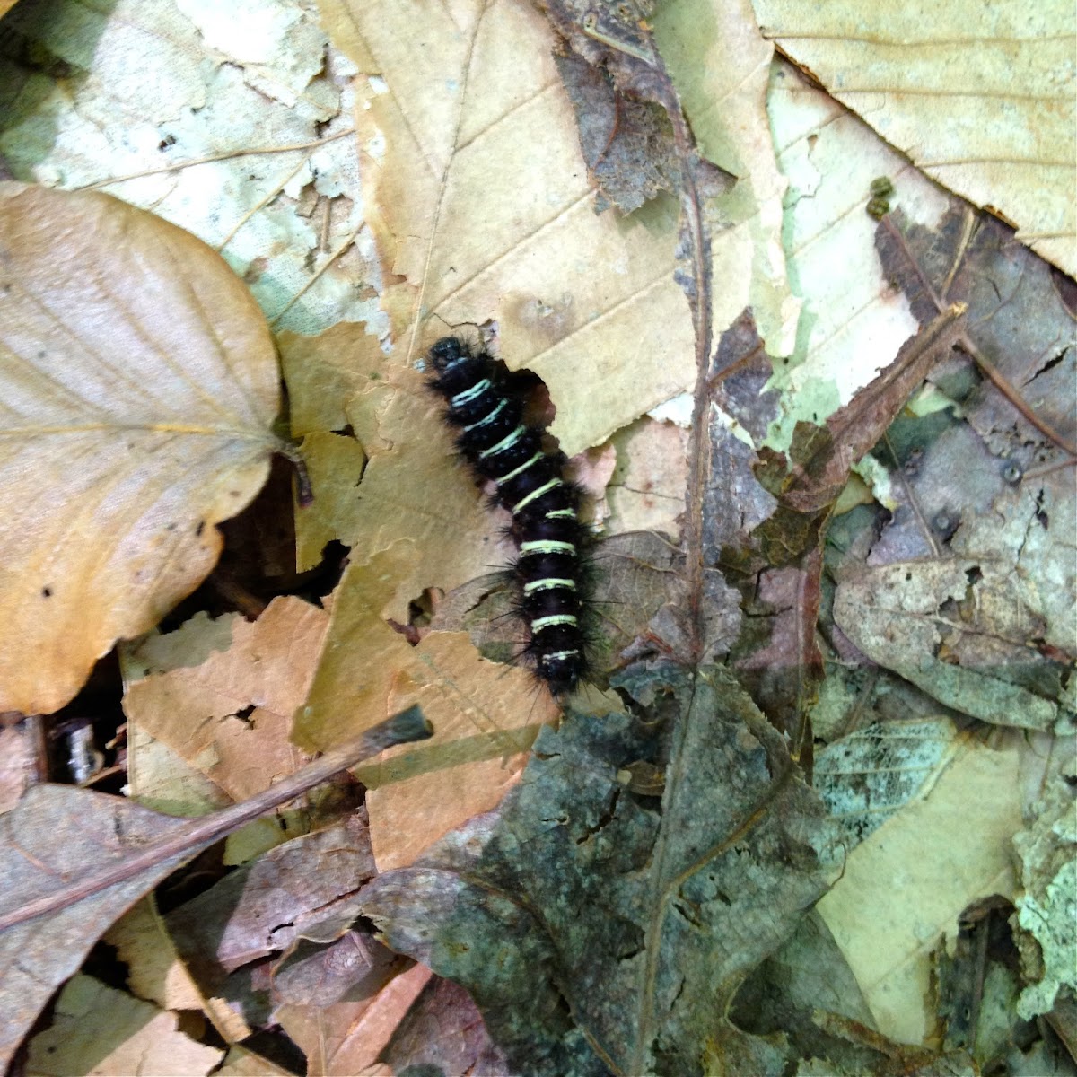 Agreeable tiger moth caterpillar