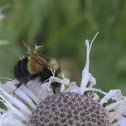 Rusty-Patched Bumblebee