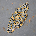 Geometrid Moth