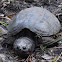 Common Snapping Turtle