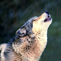 Wolf wallpaper logo
