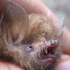 Woolly Bat