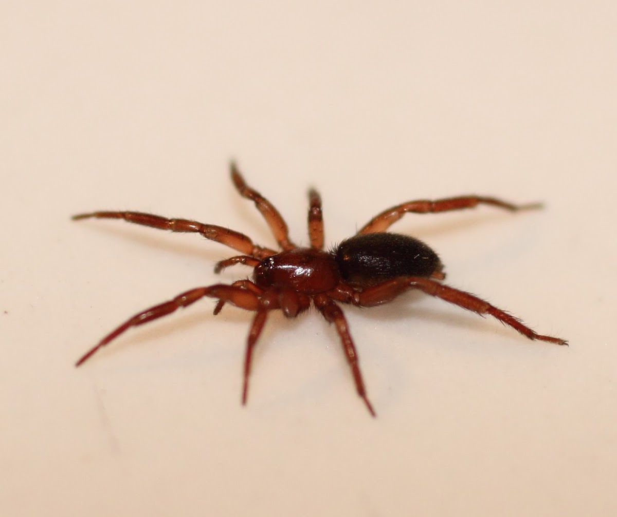 Spiny-legged Sac Spider