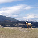 Bighorn Sheep