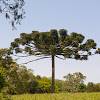 Araucaria paranaense (Parana pine)