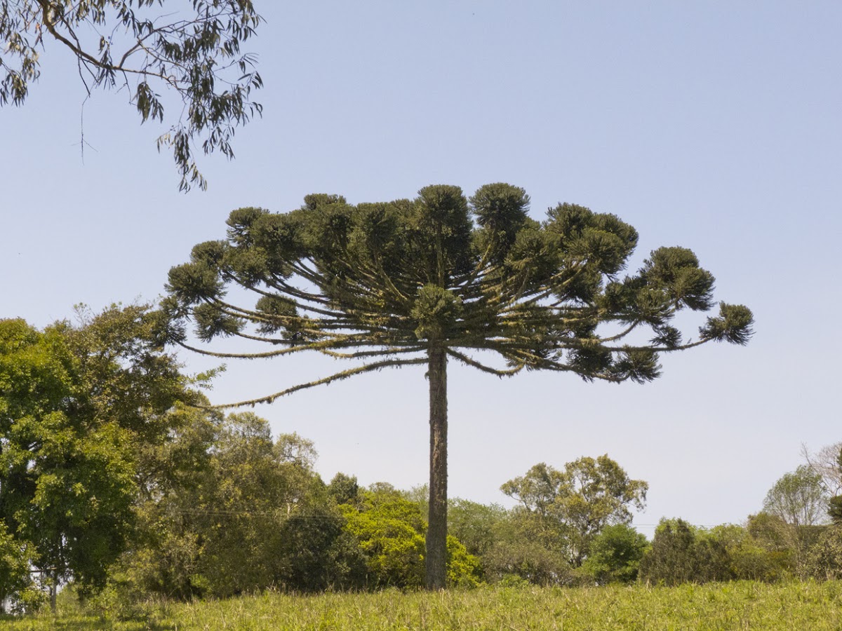 Araucaria paranaense (Parana pine)