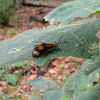 Net-winged beetles