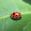 12-spotted Lady Beetle
