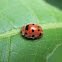 12-spotted Lady Beetle