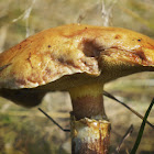 Larch Bolete