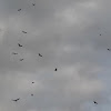 Black Vulture Flock