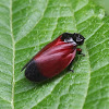 Froghopper/Spittle Bug