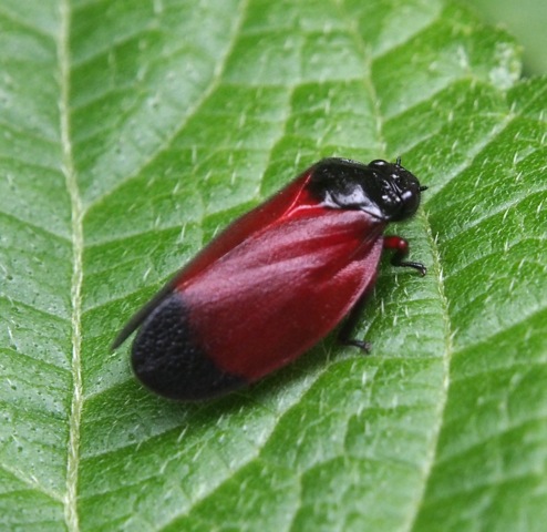 Froghopper/Spittle Bug