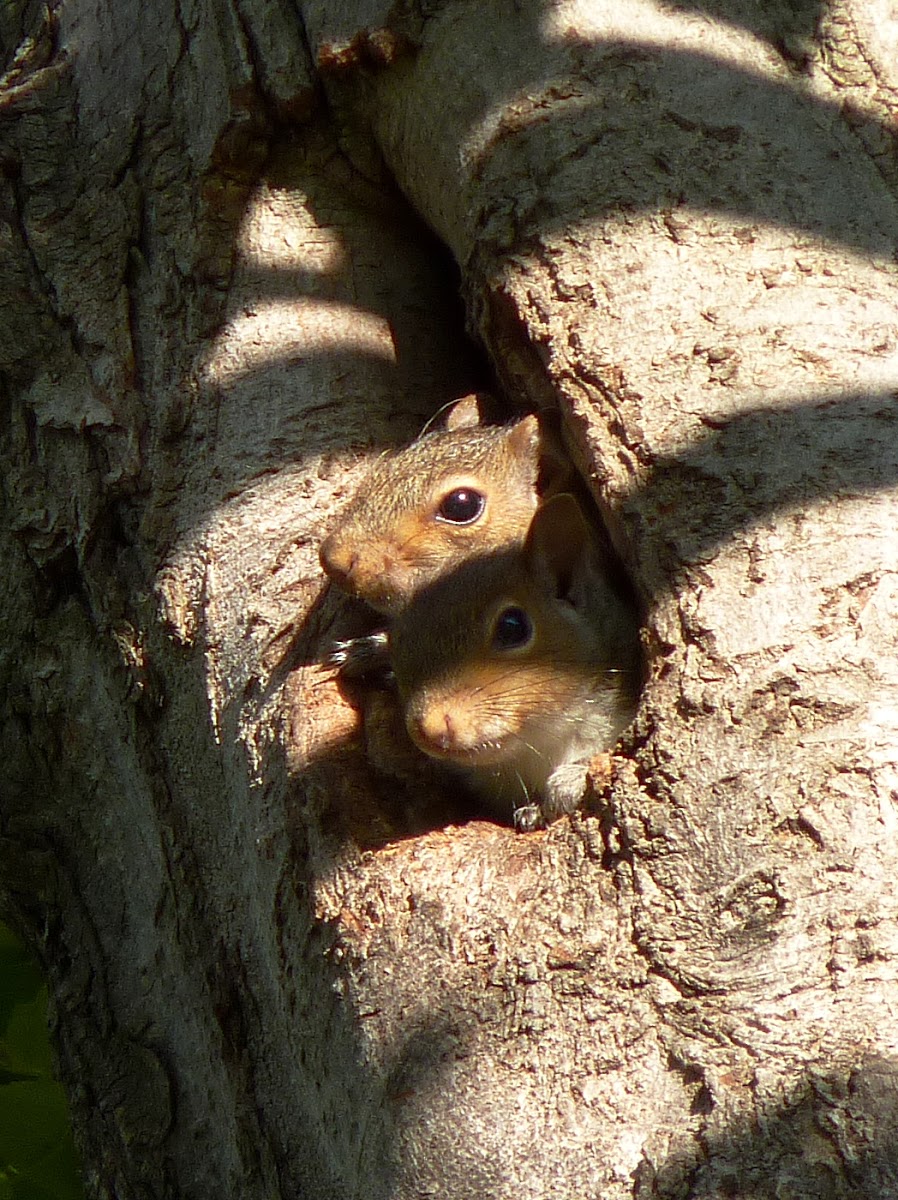 Eastern gray squirrel