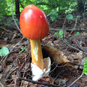 American Caesar's mushroom