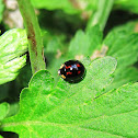 Two-spotted Ladybird