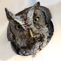 eastern screech owl