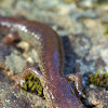 Scott Barr Salamander