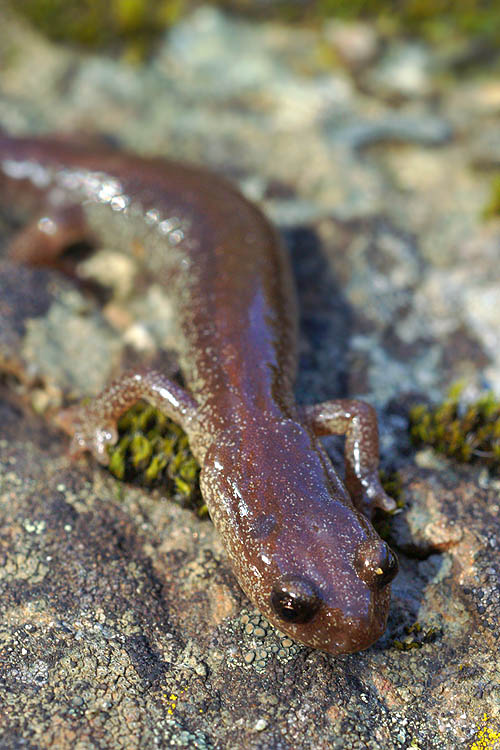Scott Barr Salamander