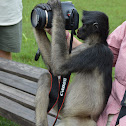 White-fronted Spider Monkey