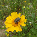Hirta beetle