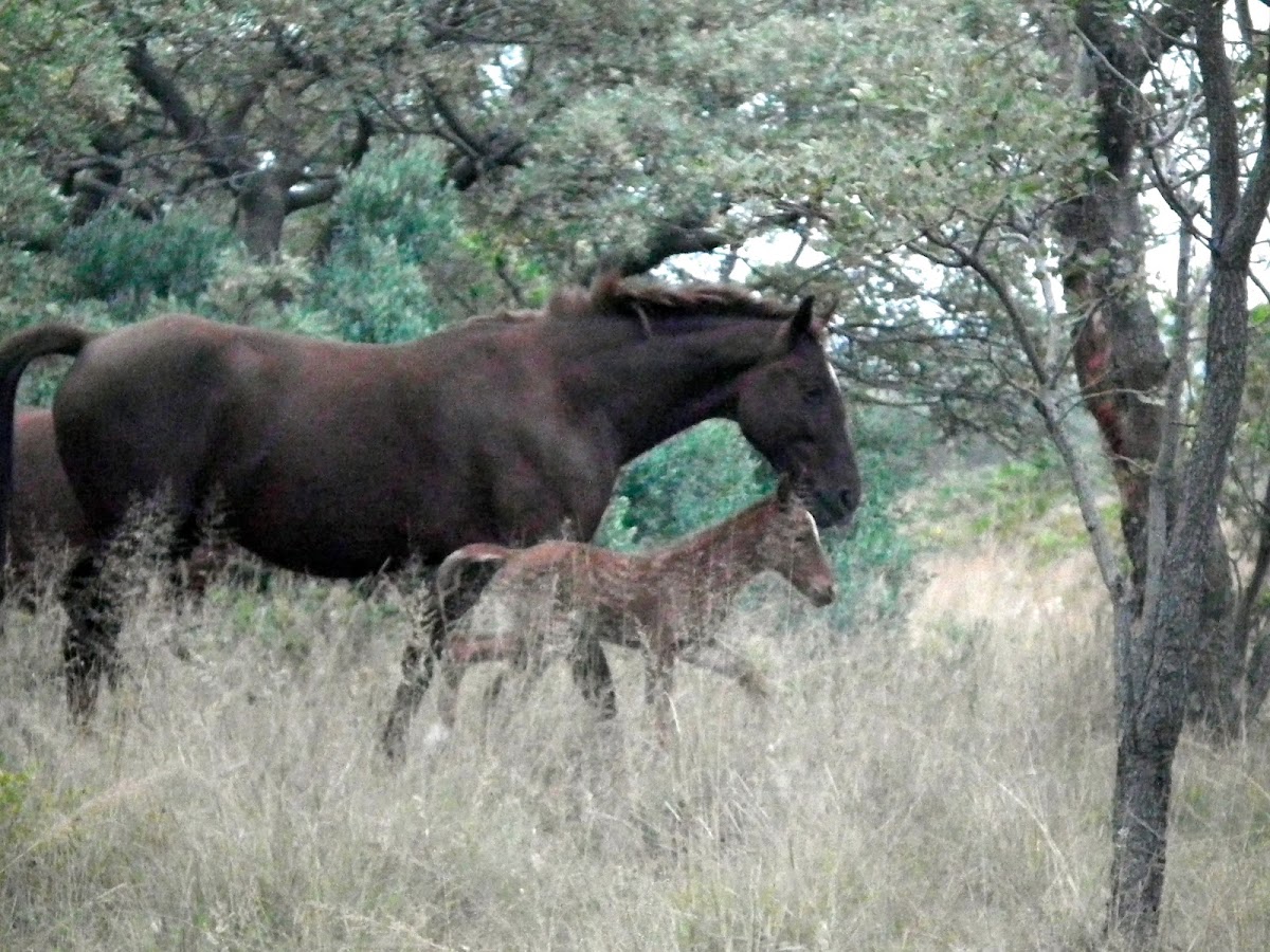 Boerperd X foal