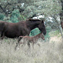 Boerperd X foal