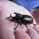 rhinoceros beetle