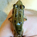 Coastal Plains Leopard Frog