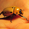 Grapevine Beetle