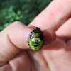 Green Stinkbug nymph