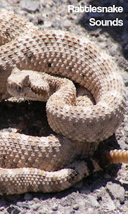 rattlesnake sounds description snake app