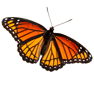 Butterfly Photo Puzzle.apk 1.3
