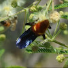Blue winged wasp