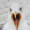 Lesser Black-backed Gull