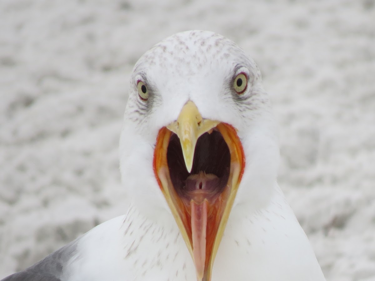 Lesser Black-backed Gull